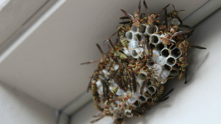 Michigan Boss Sprays Maintenance Worker’s Face With Wasp Spray as a Joke