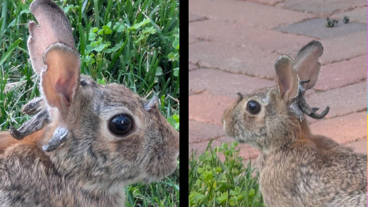 The Jackalope Is Real Lives in Minnesota: ‘Luckily Does Not Appear to Be a Concern for Our Pets’