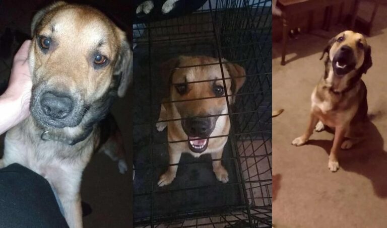 Ohio Dog Faces Euthanasia After Owner’s Passing, Internet Rushes to Find Forever Home Ohio Dog needs rescue