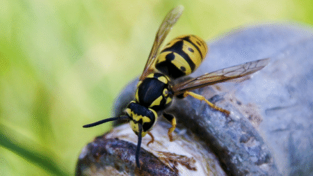 Radioactive Wasp Nest Found at South Carolina Nuclear Site