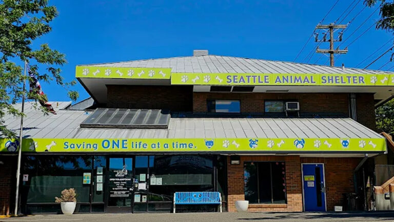 From Kitten to Senior Overnight Foster Parent Slams Seattle Animal Shelter for Shocking Mistakes: ‘That’s Just Crazy!’ From Kitten to Senior Overnight Foster Parent Slams Seattle Animal Shelter for Shocking Mistakes: ‘That’s Just Crazy!'