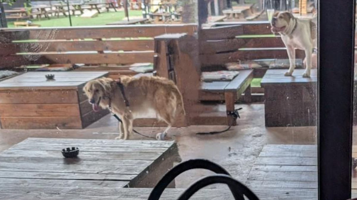 Texas Bar Let Dogs Drool and Sit on Tables: ‘Then the Dog Wrote a Bad Review, Said the Staff Was Ruff’