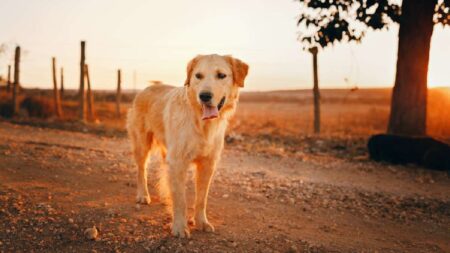 Texas dog eat Rat Poison