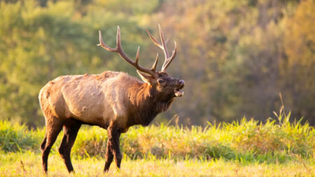 Oregon Man Fined $22000 and Banned From Hunting for Life Over Wildlife Crimes: ‘A Ban Does Nothing!’