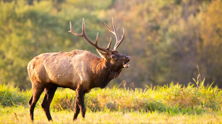 Oregon Man Fined $22000 and Banned From Hunting for Life Over Wildlife Crimes: ‘A Ban Does Nothing!’