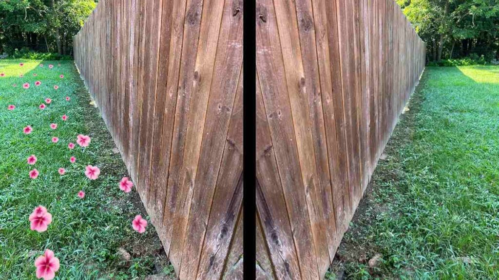 Virginia Cut Neighbors Flowers