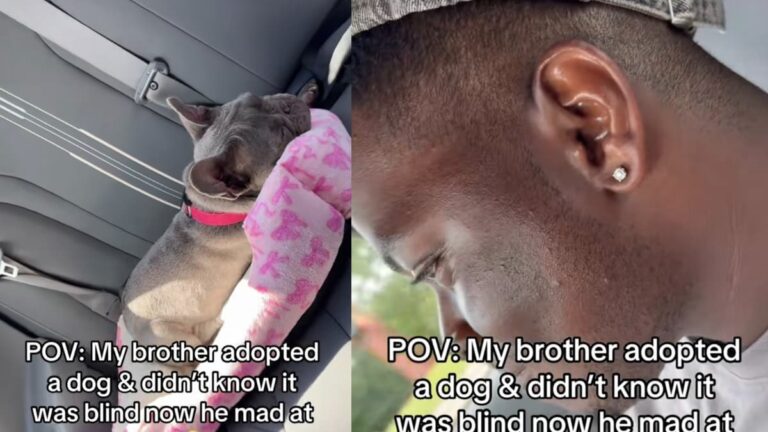 A picture of the Georgia dog.