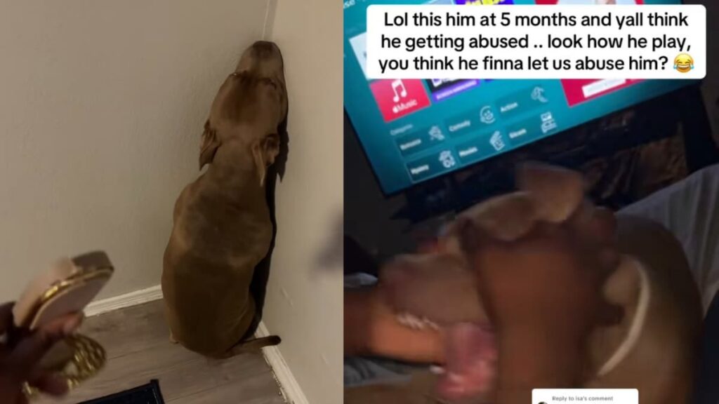 Texas Content Creator Accused of Abusing Dog Over Slipper Incident: ‘That Dog Is 110% Abused and Traumatised’ A picture of the Texas dog.