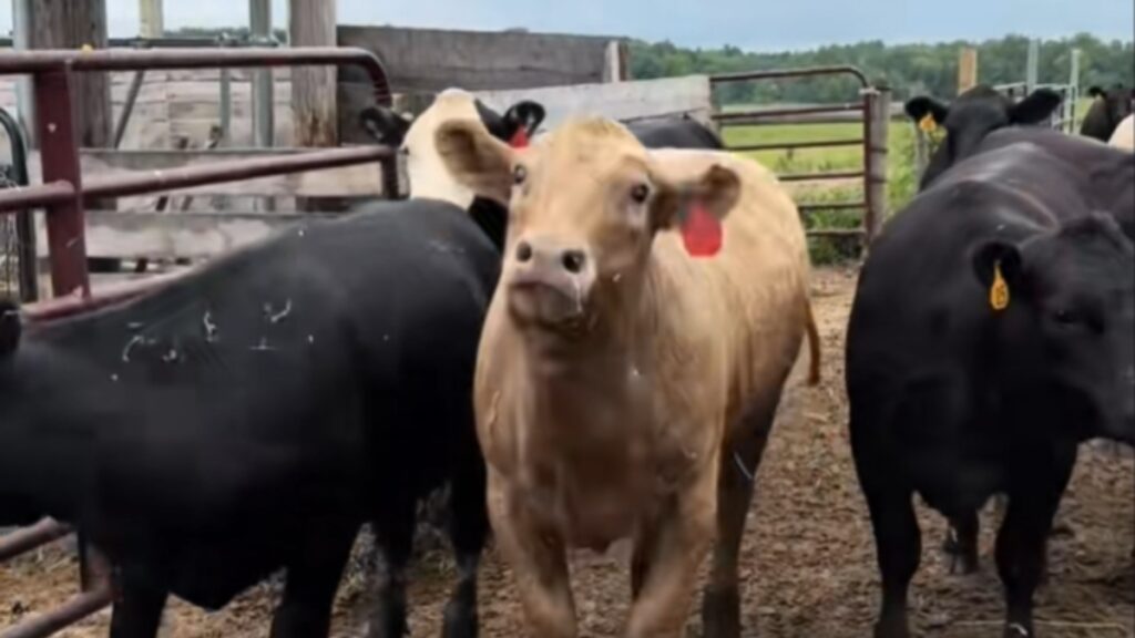 Cow Gets ‘Offended’ & Spits on Wisconsin Woman After She Asked If She’s Pregnant, ‘IN THIS ECONOMY??’ Pregnant cow being sassy