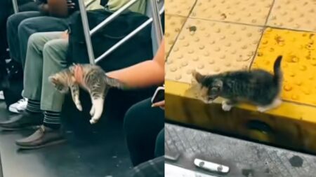 Kitten on the subway