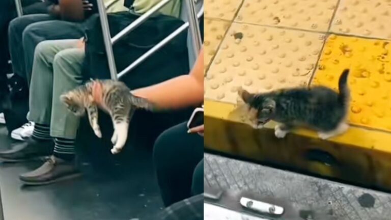 Kitten on the subway