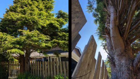 oregon threatened cut old tree