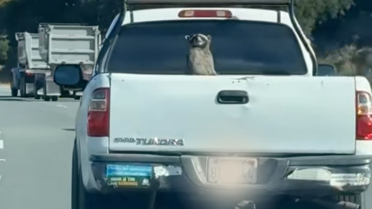 Raccoon Goes Full Marvel Mode in California Truck Bed: ‘Guardians of the Garage!’