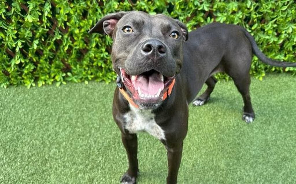 Alice the Florida dog