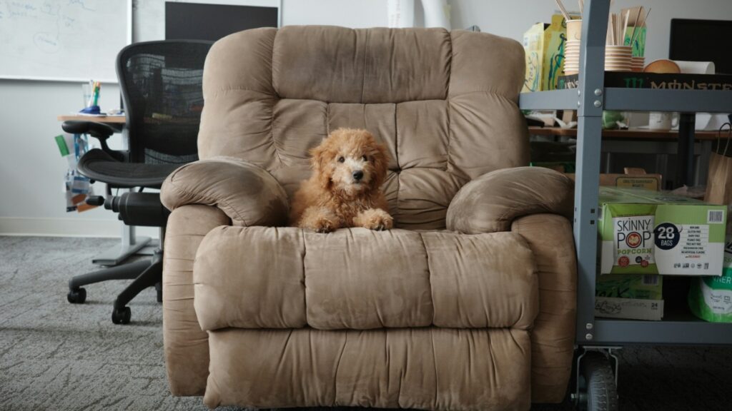 Texas Pro Basketball Player Abandoned Dog And Refuses To Pay Pet Sitter: ‘Threaten To Call TMZ’ Texas dog sitter ghosted by professional athlete