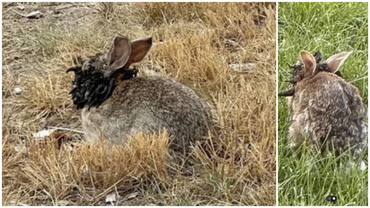 ‘Eldritch’ Bunnies with Tentacles Growing Out of Their Head Due to Virus Spotted in Colorado: ‘Foul Tarnished, in Search of the Elden Ring’