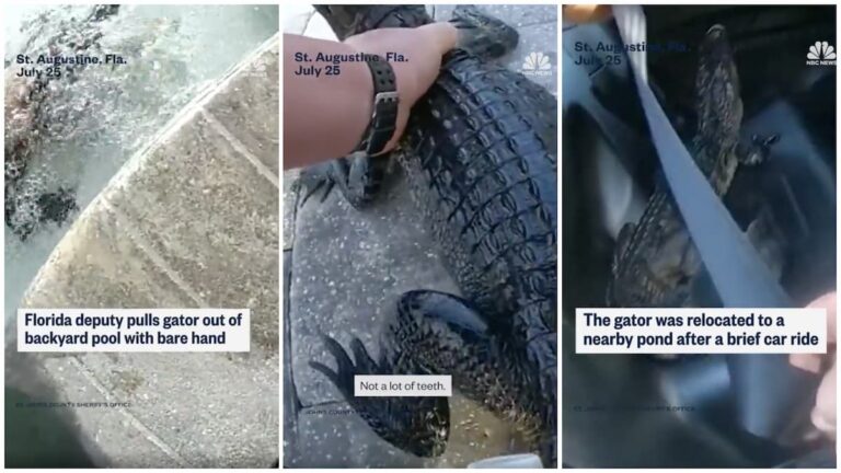 Florida Deputy Captures Scary Moment He Pulls a Live Alligator Out of His Pool With His Bare Hands