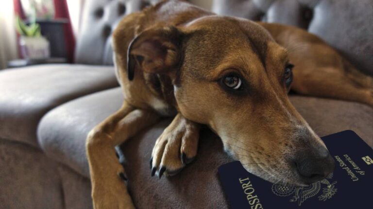 Dog Ate Owner’s Passport a Day Before an International Flight: ‘Now You Have a Fun Story to Tell for a Long Time’ Florida dog ate passport