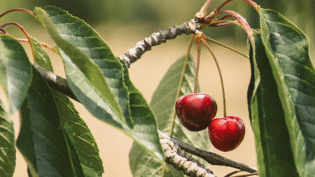 ICE Raids Take Half of Oregon Farmer's Latino Workforce