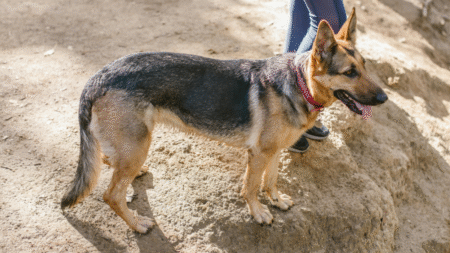 New Jersey Karen Threatens to Sic Dogs on Black Man for No Reason