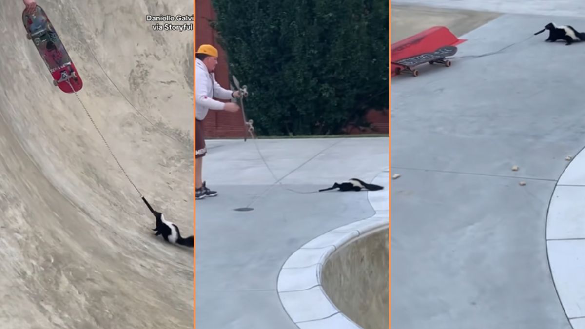 Pennsylvania Man Saves Skunk Stuck in Empty Swimming Pool, ‘Skunk Understood the Assignment’
