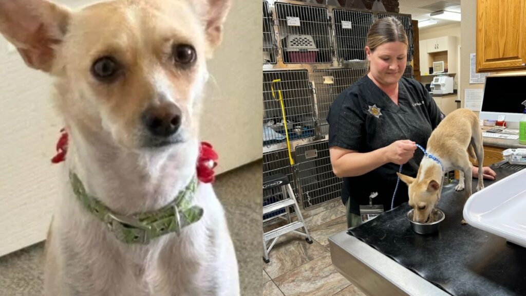 Lucky California Woman With Dementia Found Thanks to Her Faithful Dog, Poncho: “He Never Gave Up on Her” Poncho Dog Rescue