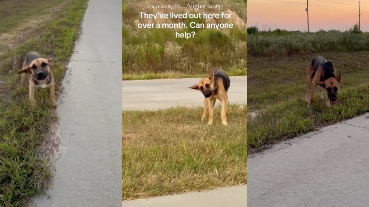 TikTok Influencer Speaks up About the Texas Stray Crisis, Tries Once Again to Help Two German Shepherds: ‘No one else stopping is so insane.’