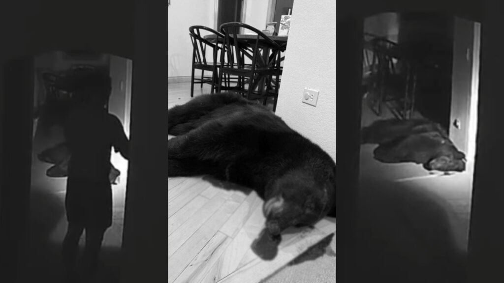 black bear assault rifle