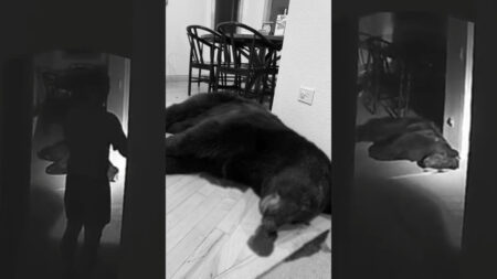 black bear assault rifle