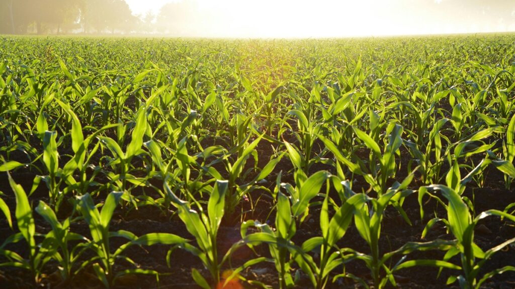 Arkansas Farmers Hold Town Hall Begging Trump for Emergency Aid, ‘64% of Arkansas Farmers Voted for This’ Arkansas Farmers Hold Town Hall Begging Trump for Emergency Aid