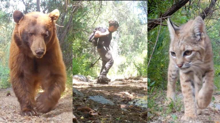 Still shots of a bear (left) and a bobcat (right) from Angeles National Forest, as filmed by wildlife enthusiast Robert Martinez (middle).