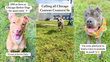 An Illinois animal shelter posts photos of their dogs, and ask Chicago-based creators to help with their rescue initiative.