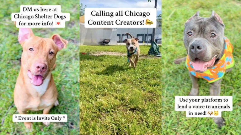 Illinois Animal Shelter Asks Chicago-based Creators To Help With Their Rescue Initiative: ‘Your Platform Can Help Save Lives.’ An Illinois animal shelter posts photos of their dogs, and ask Chicago-based creators to help with their rescue initiative.