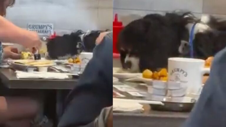 Disgusting Clip Shows Dog Eating Off A Plate In A Crowded Florida Restaurant: ‘Ruff To Watch’
