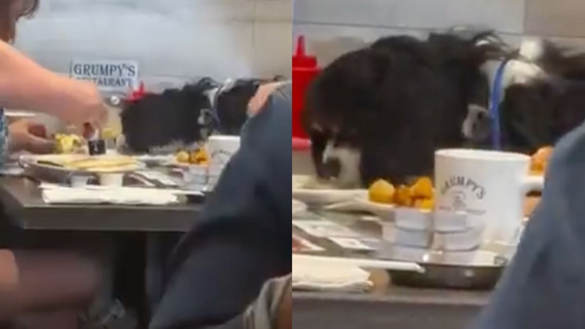 Disgusting Clip Shows Dog Eating Off A Plate In A Crowded Florida Restaurant: ‘Ruff To Watch’