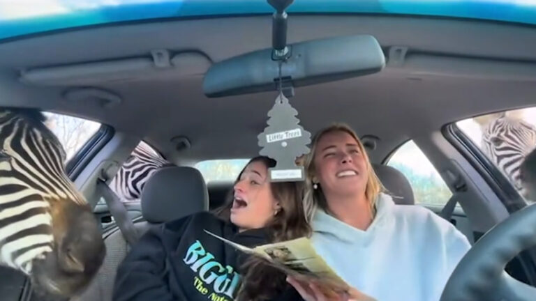 Georgia Tourists Screech As Zebras Bite and Ostrich Crashes Car Feeding Frenzy: ‘Roll Your F***ing Windows up Idiots’ Georgia Tourists Screech As Zebras Bite and Ostrich Crashes Car Feeding Frenzy: ‘Roll Your F***ing Windows up Idiots’