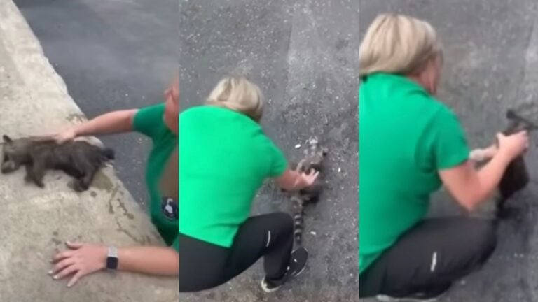 Kentucky Nurse Performs CPR On Drunk Raccoon Due To Her ‘Motherly Instincts’: ‘Getting Better Healthcare Than Most Humans’