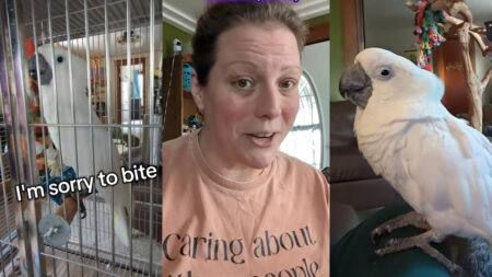 A collage depicting an Ohio woman with her cockatoo. The left image features her bird in his cage, saying he's "sorry to bite." The right image shows the same cockatoo, sitting outside of his cage. The middle image is his owner, who goes by Robin Taylor on her TikTok channel.