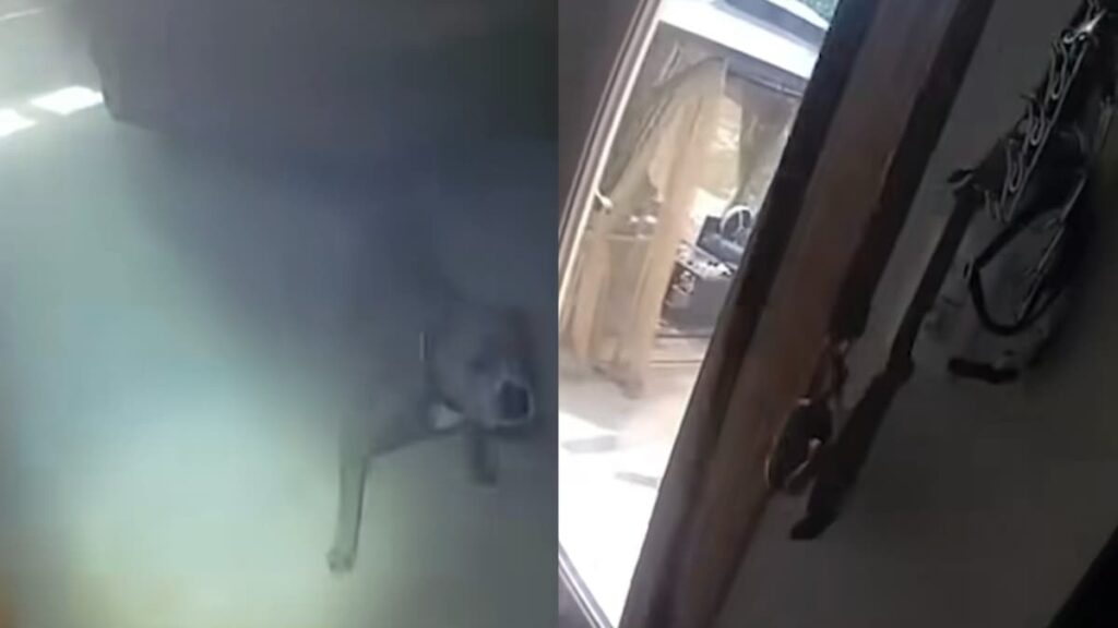 Fire Rescue Turns Wholesome as Illinois Dog Leads Officer to Leash Before Escaping: ‘One Second, Let Me Grab My Coat’ A picture of the Illinois dog.