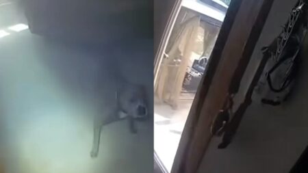 A picture of the Illinois dog.