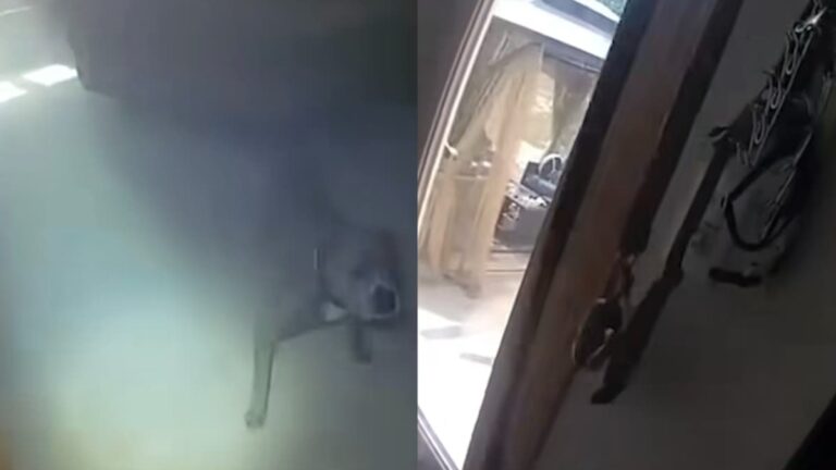 Fire Rescue Turns Wholesome as Illinois Dog Leads Officer to Leash Before Escaping: ‘One Second, Let Me Grab My Coat’ A picture of the Illinois dog.