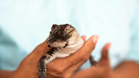 walmart bans alligator