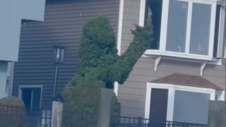 Bellmore resident shapes shrub into a person flipping the bird