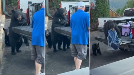 Black bear steals food in Tennessee
