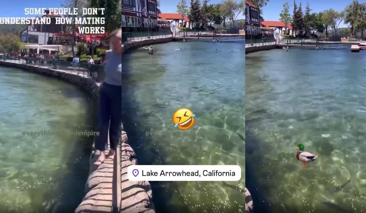 California Karen Wades Into Lake to Break Up Duck Mating Session: ‘This Lady is a Real Quack’