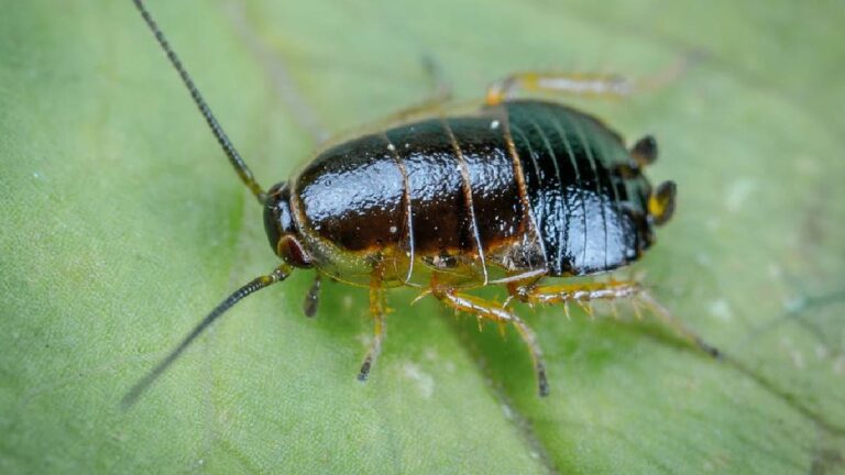 A Texas Landlord Makes His New Tenant Live With Roaches: ‘You’re not going to have any fun living there.’ texas landlord roaches
