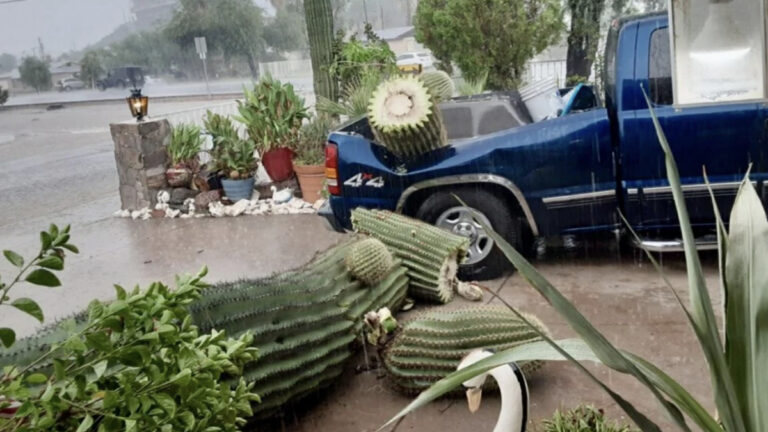 $10K Arizona Cactus Smashes Truck, Does $5K Worth of Damage: ‘ Prickly Situation You Have There’ $10K Arizona Cactus Smashes Truck, Does $5K Worth of Damage