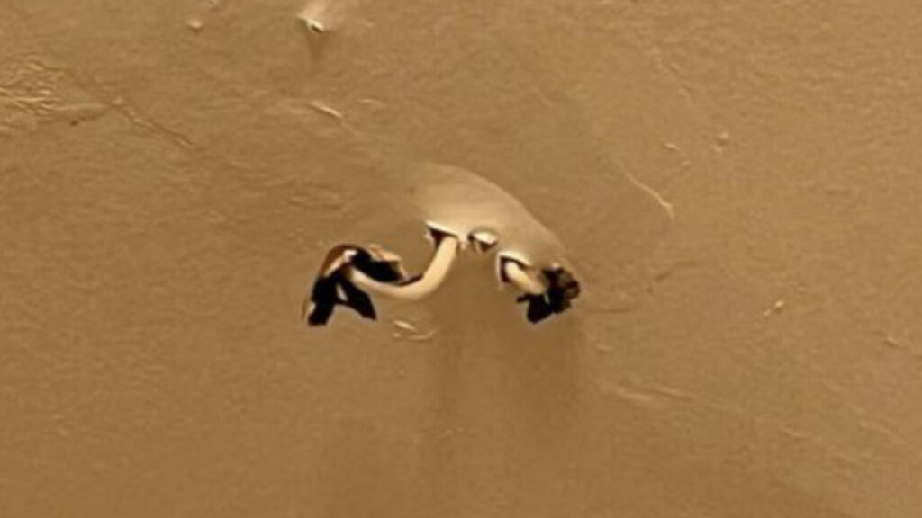 Brooklyn Man Has Shrooms Growing in His Bathroom Ceiling: ‘When I Say New York Is Different, It’s Different’ Brooklyn Man Has Mushrooms Growing in His Bathroom Ceiling