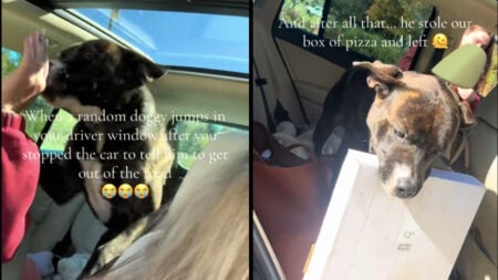 Chicago Dog Gets Loose, Jumps Through Driver’s Window: ‘The Zoomies in the Car Is Diabolical!’ Two photos of a chocolate and white colored dog in Chicago, Illinois who jumped through a photographer's open car window. The left image shows him licking the hand of a passenger in a red sweatshirt, and the right image shows him in the back seat of the car with a pizza box in his mouth.