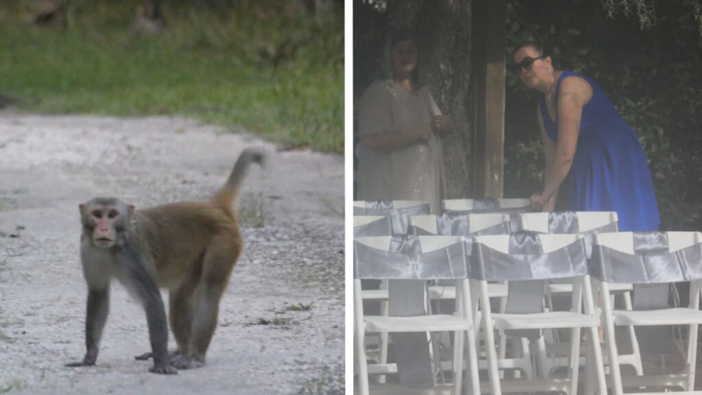 ‘MAGA Monkeys’ Crash Florida Wedding: ‘Something You Think the Government Would Handle’ Monkeys Crash Florida Woman's Wedding